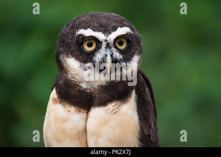 A captive Spectacled Owl at The Toronto Zoo.  Spectacled Owls are native to Central and South America. Stock Photo