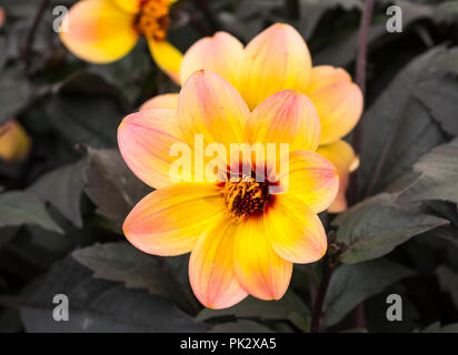 Colourful single flower of a Dahlia 'Mystic Fantasy' (AKA 'Hawaiian Dreams') half-hardy pink and yellow plant in Autumn in West Sussex, UK. Dahlias. Stock Photo