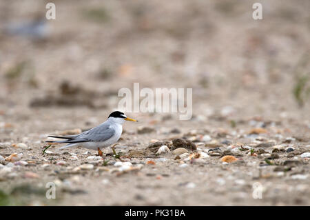 Little Tern (Sterna albifrons) Sterne naine Stock Photo