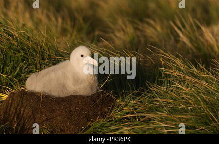 A downy Wandering Albatross (Diomedia exulans) chick on it's nest on Bird Island, South Georgia, sub-Antarctic Stock Photo