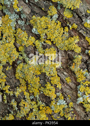 The foliose lichen Xanthoria parietina growing on an apple tree Stock Photo