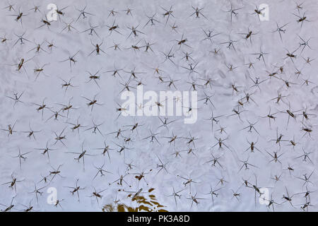 Water insects swim in marsh water, or nanorobots slip over the surface of a liquid metal. Stock Photo
