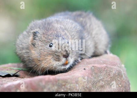 EMBARGOED TO 0001 TUESDAY SEPTEMBER 11 One of 150 specially bred water voles, which will be reintroduced at six carefully chosen sites on river and stream banks across the National Trust's Holnicote Estate, Exmoor. Stock Photo