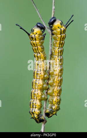 Orange-Striped Oakworms (Anisota senatoria), on eaten oak leaf (Quercus), E USA, by Skip Moody/Dembinsky Photo Assoc Stock Photo