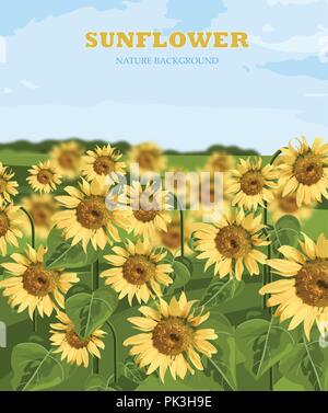 Sunflowers field Vector. Summer background beautiful card Stock Vector