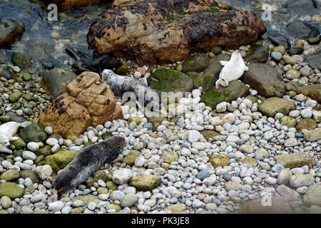 Seals on the beach at Marloes Peninsula in Pembrokeshire, Wales, UK Stock Photo