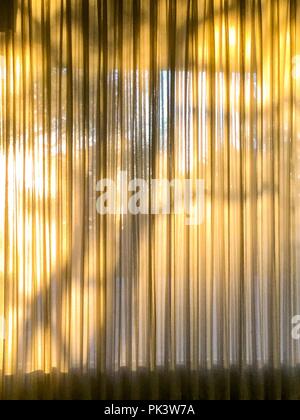 Warm yellow sunlight passes through curtains leaving tree shadow image on curtains. Stock Photo
