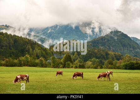 View of the pasture with grass at the foot of the Austrian Alps with a herd of cows, forest and mountains in the background, under the sky with clouds Stock Photo