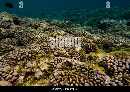 Snorkeling at Flint Island in the southern line islands of Kiribati showing the dead coral from a recent coral bleaching event due to climate change. Stock Photo