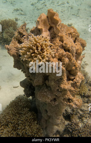 Snorkeling in the inner lagoon at Millennium atoll in Kiribati showing the dead coral and Tridacna clams due to coral bleaching from climate change. Stock Photo