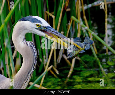 Great Blue Heron catches a fish for dinner in the Florida Everglades. Stock Photo