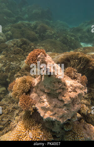 Snorkeling in the inner lagoon at Millennium atoll in Kiribati showing the dead coral and Tridacna clams due to coral bleaching from climate change. Stock Photo