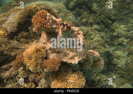 Snorkeling in the inner lagoon at Millennium atoll in Kiribati showing the dead coral and Tridacna clams due to coral bleaching from climate change. Stock Photo