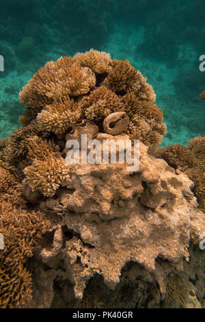 Snorkeling in the inner lagoon at Millennium atoll in Kiribati showing the dead coral and Tridacna clams due to coral bleaching from climate change. Stock Photo