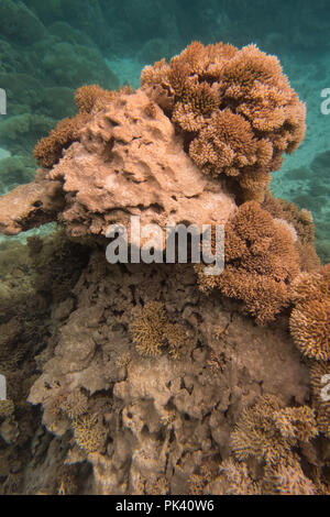 Snorkeling in the inner lagoon at Millennium atoll in Kiribati showing the dead coral and Tridacna clams due to coral bleaching from climate change. Stock Photo