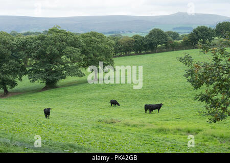 aberdeen angus cows in Devon, England, Stock Photo