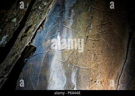 Auroch. Prehistoric Rock Art, Coa Valley Archaeological Park ( Parque Arqueológico do Vale do Côa), a UNESCO World Heritage Site. Vila Nova de Foz Côa Stock Photo