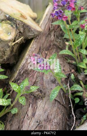 Pulmonaria 'victorian brooch'. lungwort ' Stock Photo