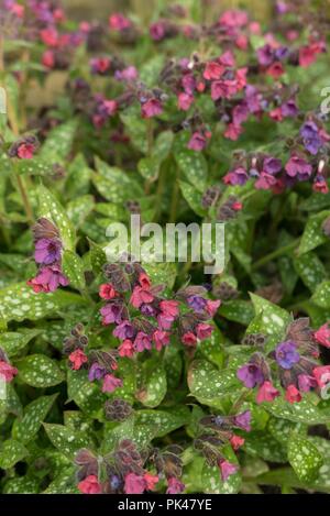 Pulmonaria 'victorian brooch'. lungwort ' Stock Photo