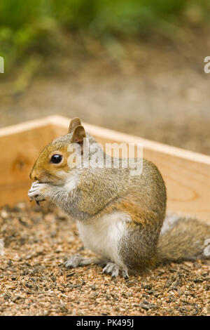 Western Grey Squirrel eating birdseed from a feeder. Stock Photo