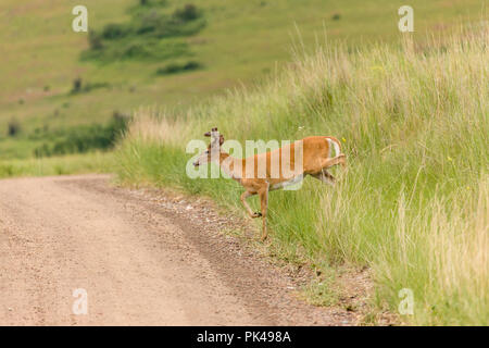 White-tailed Deer buck crossing a dirt road. Stock Photo