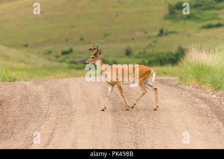 White-tailed Deer buck crossing a dirt road. Stock Photo