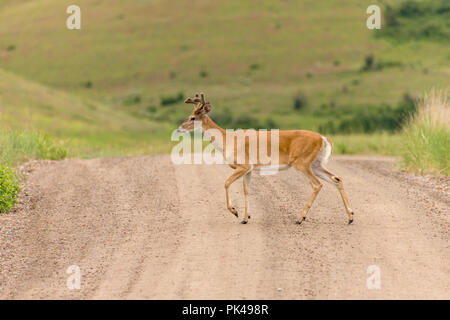 White-tailed Deer buck crossing a dirt road. Stock Photo