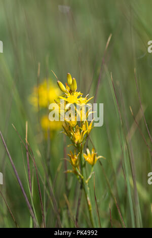 Bog Asphodel, Narthecium ossifragum, UK Stock Photo