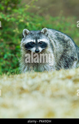 Common Raccoon (Procyon lotor) walking in a field Stock Photo