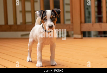 Two month old Jack Russell Terrier 'Harry' standing on his deck. Stock Photo