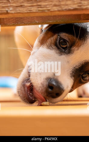 Two month old Jack Russell Terrier 'Harry' trying to eat a kibble treat as he looks under the railing of a wooden deck. Stock Photo