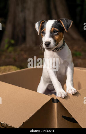 Two month old Jack Russell Terrier 'Harry' posing in a cardboard box. Stock Photo