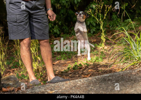 Issaquah, Washington, USA.  Man playing with his two month old Jack Russell Terrier "Harry" in the natural landscaping of a Pacific Northwest yard.  ( Stock Photo
