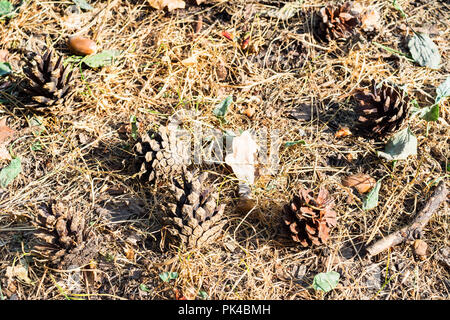 fallen pine cones on land between yellow grass in sunny autumn day Stock Photo