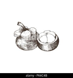 Hand drawn mangosteen isolated on white background. Tropical fruit sketch vector illustration. Stock Vector