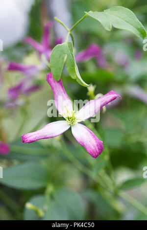 Clematis rubra marginata hi-res stock photography and images - Alamy