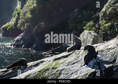 Seal Rock In Milford Sound - seals relaxing and sunbathing on rock Stock Photo