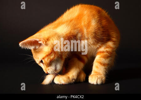 Ginger mackerel tabby12 week old kitten isolated on a black backgroundorange cat Stock Photo