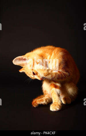 Ginger mackerel tabby12 week old kitten isolated on a black background Stock Photo