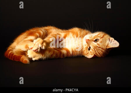 Ginger mackerel tabby12 week old kitten isolated on a black background Stock Photo