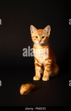 Ginger mackerel tabby12 week old kitten isolated on a black background Stock Photo