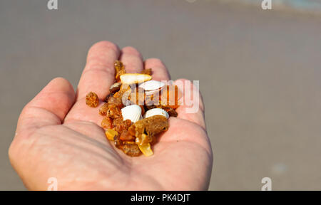 amber on a palm, stones of amber of the Baltic sea Stock Photo