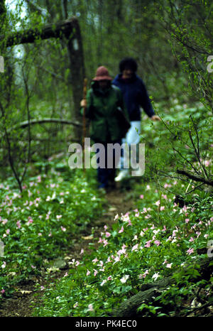wildflower29/021402 -- Hikers walk through Large-flowered and Painted Trillium at G. Thompson Wildlife Management Area, Virginia. Stock Photo