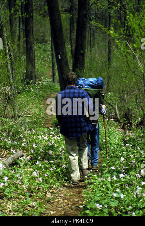 wildflower30/021402 -- Hikers walk through Large-flowered and Painted Trillium at G. Thompson Wildlife Management Area, Virginia. Stock Photo