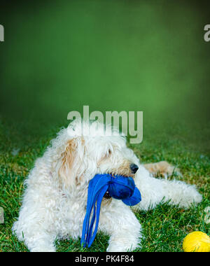 White Golden Doodle Holding Blue Toy in it's Mouth while laying on grass.  Green muted background. Stock Photo