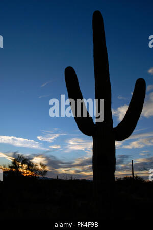 The classic silhouette of a saguaro cactus stands against a late-afternoon sky in the Sonoran Desert near Tucson, Arizona. Stock Photo
