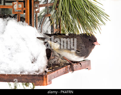 Birds perched on feeder and/or branches after snow storm.  Some are sparrow, cardinal, gray bird, black chickadee Stock Photo