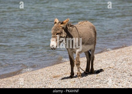 Young gray donkey trots along the shore of Song Kul lake in Kyrgyzstan Stock Photo