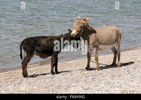 A gray and a black donkey make friends on the bank of Song Kul lake in Kyrgyzstan Stock Photo