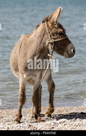 Young gray donkey trots along the shore of Song Kul lake in Kyrgyzstan Stock Photo